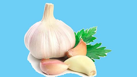 लसूण पिकाची लागवड आणि व्यवस्थापन