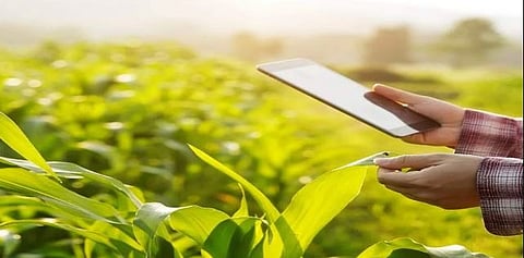 सिंधुदुर्ग : ई-पीक पाहणी नोंदी न झाल्याची जिल्हाधिकार्‍यांकडून दखल!