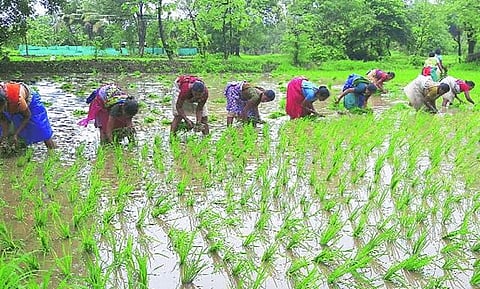 आंबेगाव तालुक्यात भात लावणीला प्रारंभ