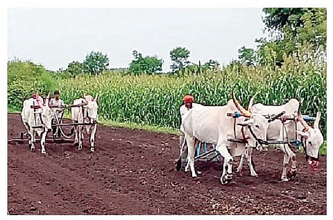 शिरगाव : शेतकर्‍यांची पेरणीसाठीची लगबग