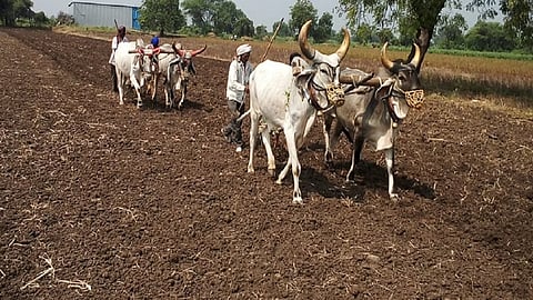 नगर : जिल्ह्यात खरिपाची 64 टक्के पेरणी