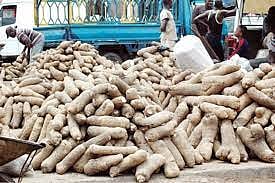 चाकण मार्केट यार्डमध्ये रताळ्यांची मोठी आवक