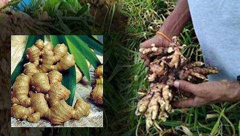 सातारा : आले दरात वाढीने शेतकर्‍यांना दिलासा