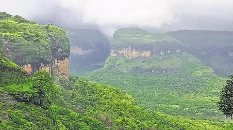 पुण्याचे वनक्षेत्र वाढले , वन विभागाचा दावा