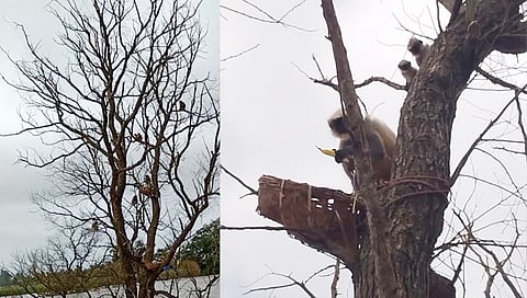 दरेवाडी  पन्हाळा येथील कासारी नदीच्या पुरा मुळे माकडांचा कळप झाडावरच अडकून पडले आहेत 