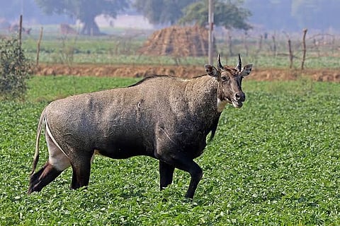 नीलगाय