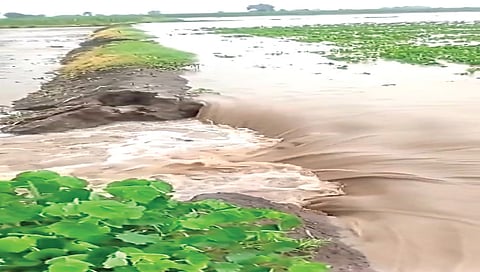 नाशिक : ढगफुटीसदृश पावसाने चोंढी शिवारात पिके गेली वाहून
