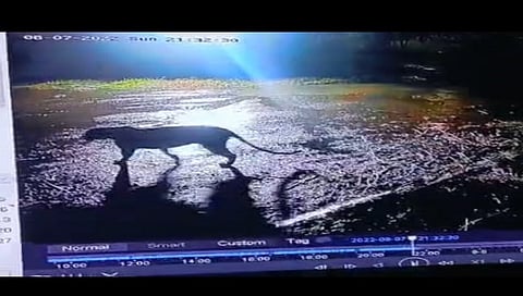 सिडको : गौळाणेत शांताराम चुंभळे यांच्या बंगल्याच्या समोरील रस्त्यावर वावरताना सिसिटिव्हीत कैद झालेला बिबट्या. 
