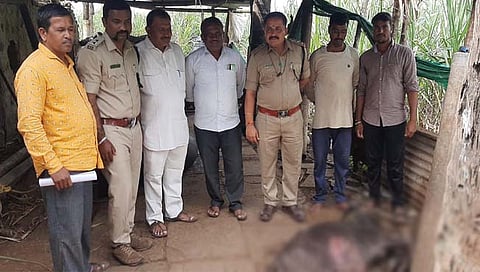 जंगली प्राण्याचा वासरावर हल्ला
