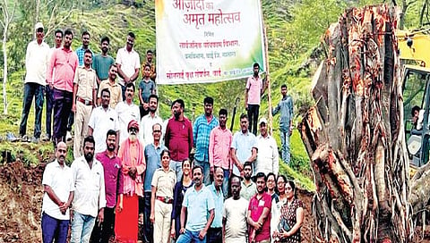 पाचवडच्या 75 वर्षाच्या वडाचे पुनर्रोपण