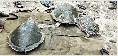 पालघर : डहाणूच्या समुद्रकिनार्‍यावर आढळली नऊ दुर्मिळ कासव