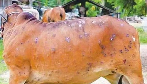 Lumpy : राजधानीत ‘लंपी’ चा शिरकाव: देशभरात ५७ हजार जनावरांचा मृत्यू
