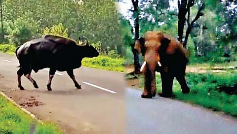 कोल्हापूर : पुन्हा मादळेत गवे; आजर्‍यात टस्कर