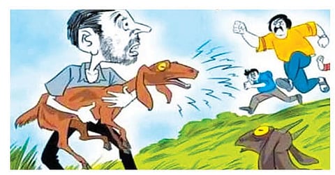 नगर : जनावरे चोरणार्‍या टोळ्यांचा उच्छाद