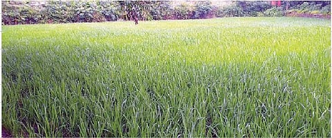 मावळात दडी मारलेल्या पावसाने पुन्हा हजेरी लावली असून,  भात पिकाला जीवदान मिळाले आहे. 