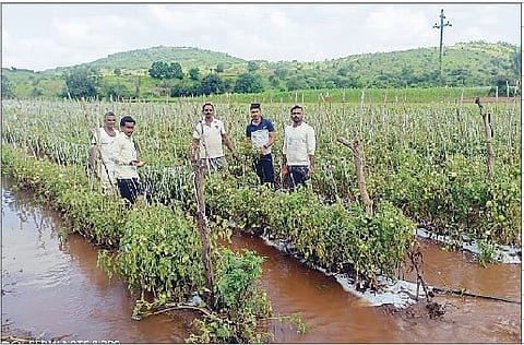 धामणी (ता. आंबेगाव) येथील वरच्या बढेकरमळ्यात टोमॅटोच्या शेतात साचलेले पाणी.

