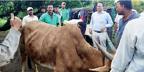 मांडवी गावात जनावरांची पाहणी करून शेतकर्‍यांशी संवाद साधताना पशुसंवर्धन आयुक्त सचिंद्र प्रताप सिंह व शेतकरीवर्ग.
