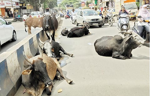 भारती विद्यापीठ परिसरातील त्रिमूर्ती चौक ते दत्तनगर भुयारी मार्गादरम्यान रस्त्यावर बसलेली जनावरे.
