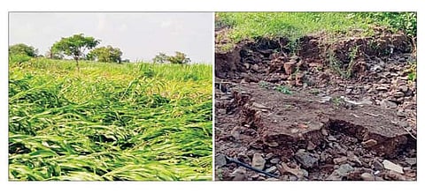 सराटी परिसरात पावसामुळे भुईसपाट झालेले कडवळाचे पीक. दुसर्‍या छायाचित्रात वाहून गेलेला बांध.