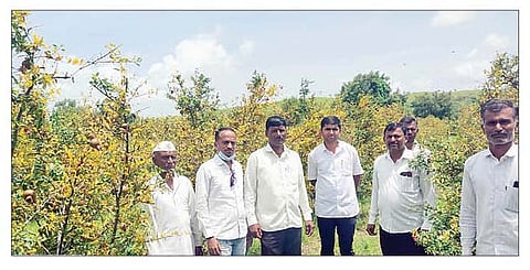 करंजी : तालुक्यातील दगडवाडी येथील बाबासाहेब शिंदे या शेतकर्‍याच्या डाळिंबाच्या बागेचे झालेले नुकसान.