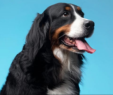 International Dog Day 2022