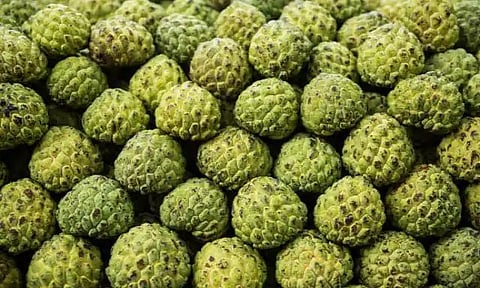 सीताफळाला मिळतोय उच्चांकी भाव