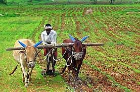 निमगाव दावडी : पावसाने दडी मारल्याने खरीप धोक्यात