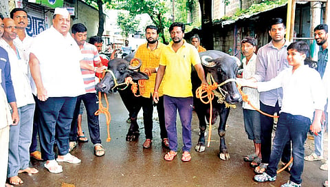 कागल : ‘गोकुळ’ दूध संघाने म्हशी खरेदी करण्याबाबत केलेल्या आवाहनानुसार आ. हसन मुश्रीफ यांनी दोन म्हशी खरेदी केल्या व गैबी चौकात त्यांचे स्वागत केले.