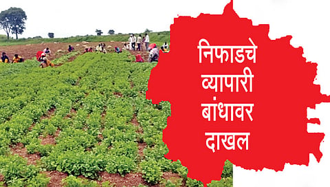 कोथिंबिरीने केले शेतकर्‍याला लखपती