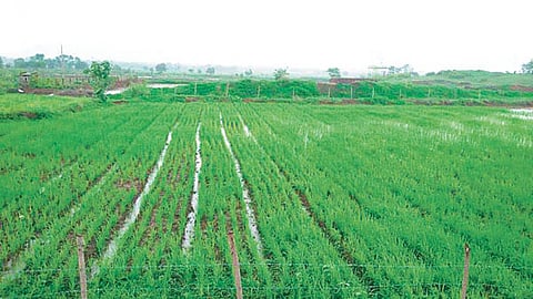 मावळात भाताचे पीक तरारले