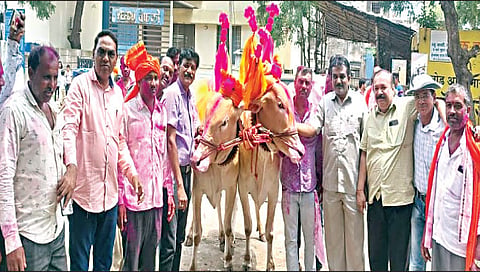 नाशिक : ‘सर्जा-राजा’ची खिल्लारी जोडी लाख मोलाची; प्रथमच मिळाली इतकी किंमत