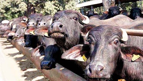 सांगली : ‘लम्पी’ने पशुसंवर्धन विभागाला ‘धाप’