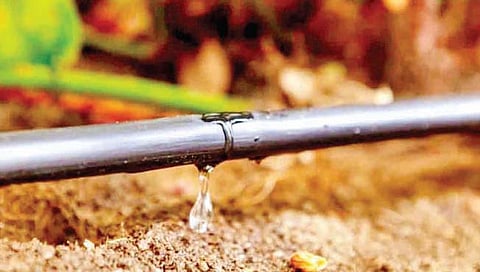 सांगली : कडेगाव तालुक्यात 15 हजार हेक्टरवर ठिबक सिंचन