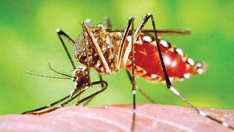 Chikungunya Outbreak