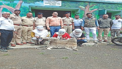 नाशिक : झटपट श्रीमंत होण्यासाठी वन्यजीवांच्या अवयवांची विक्री