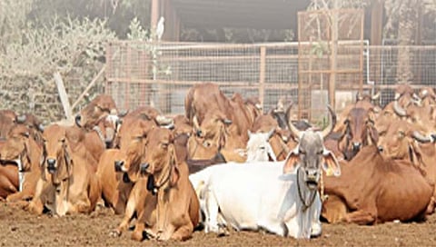वर्धा : लम्पी रोगाच्या प्रादुर्भावामुळे जनावरांचा बाजार व प्रदर्शन भरविण्यास बंदी