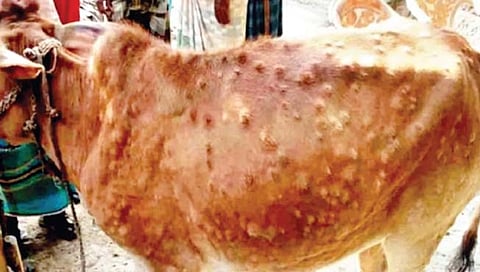 बेळगाव : निलजीत लम्पीने आठ जनावरांचा बळी