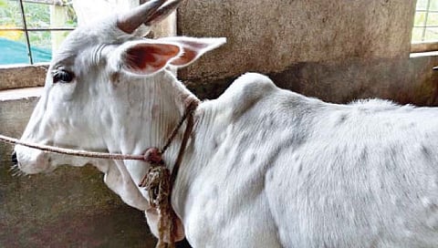 सांगली : लम्पीची 87 जनावरांना लागण; 12 मृत्यू