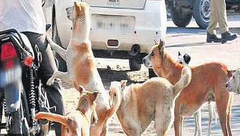भटक्या कुत्र्यांच्या त्रासावर तोडगा काढण्यासाठी स्वतंत्र यंत्रणेची गरज : उच्च न्यायालय