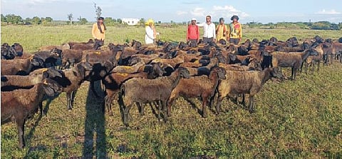 श्री संत सद्गुरू बाळूमामा पालखी सोहळा मुक्कामी विसावला. 