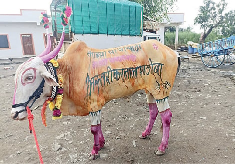 निमसाखर (ता. इंदापूर) येथील शेतकर्‍याने बैलाच्या अंगावर रंगरंगोटी करून अस्तरीकरणाला पाठिंबा दर्शवला आहे.
