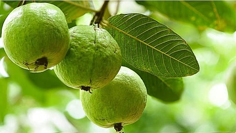 बावडा : पेरूचे दर वधारले! उत्पादक शेतकर्‍यांना दिलासा