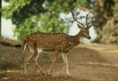 Gadchiroli Crime News 