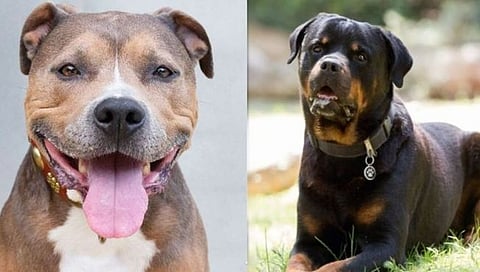 Pitbull, Rottweiler 