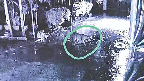 देवळाली कॅम्प : कुत्र्यावर झडप घालताना सीसीटीव्हीत कैद झालेला बिबट्या. 