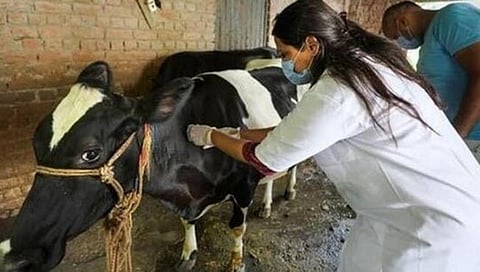 लसीकरणाअभावी जनावरांना ‘लम्पी’चा धोका; पुणे शहरालगतच्या भागातील चित्र