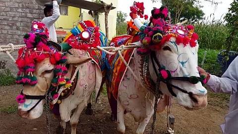 लम्पीच्या प्रादुर्भावामुळे बारामतीत पोळ्यावर निर्बंध