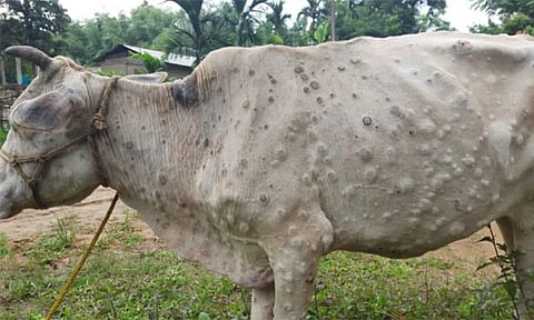 नगर :‘लंपी’तून 159 जनावरे सुखरुप ! जिल्ह्यातील 392 गावे निगराणीखाली