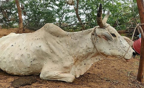 पुणे : लम्पी त्वचारोगावरील लसीकरण मोफत
