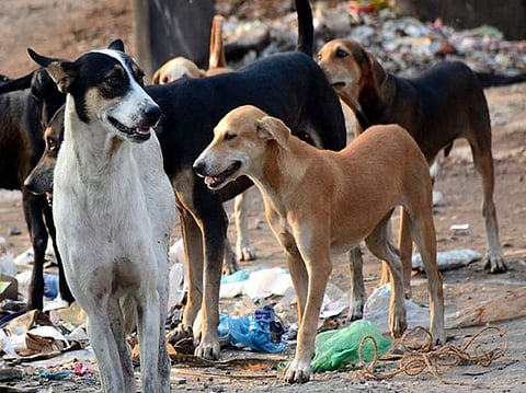 कोरेगाव पार्क : भटक्या कुत्र्यांमुळे नागरिक हैराण